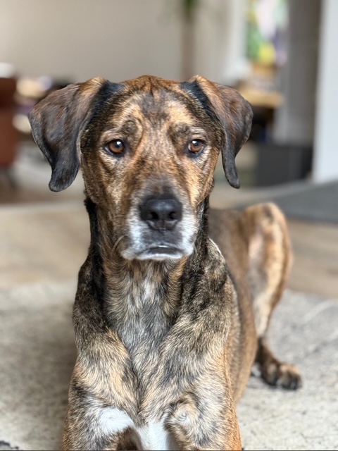 Glücklicher Hund nach der Verhaltensberatung