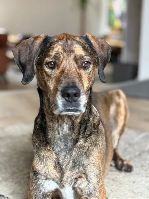 Glücklicher Hund nach der Verhaltensberatung