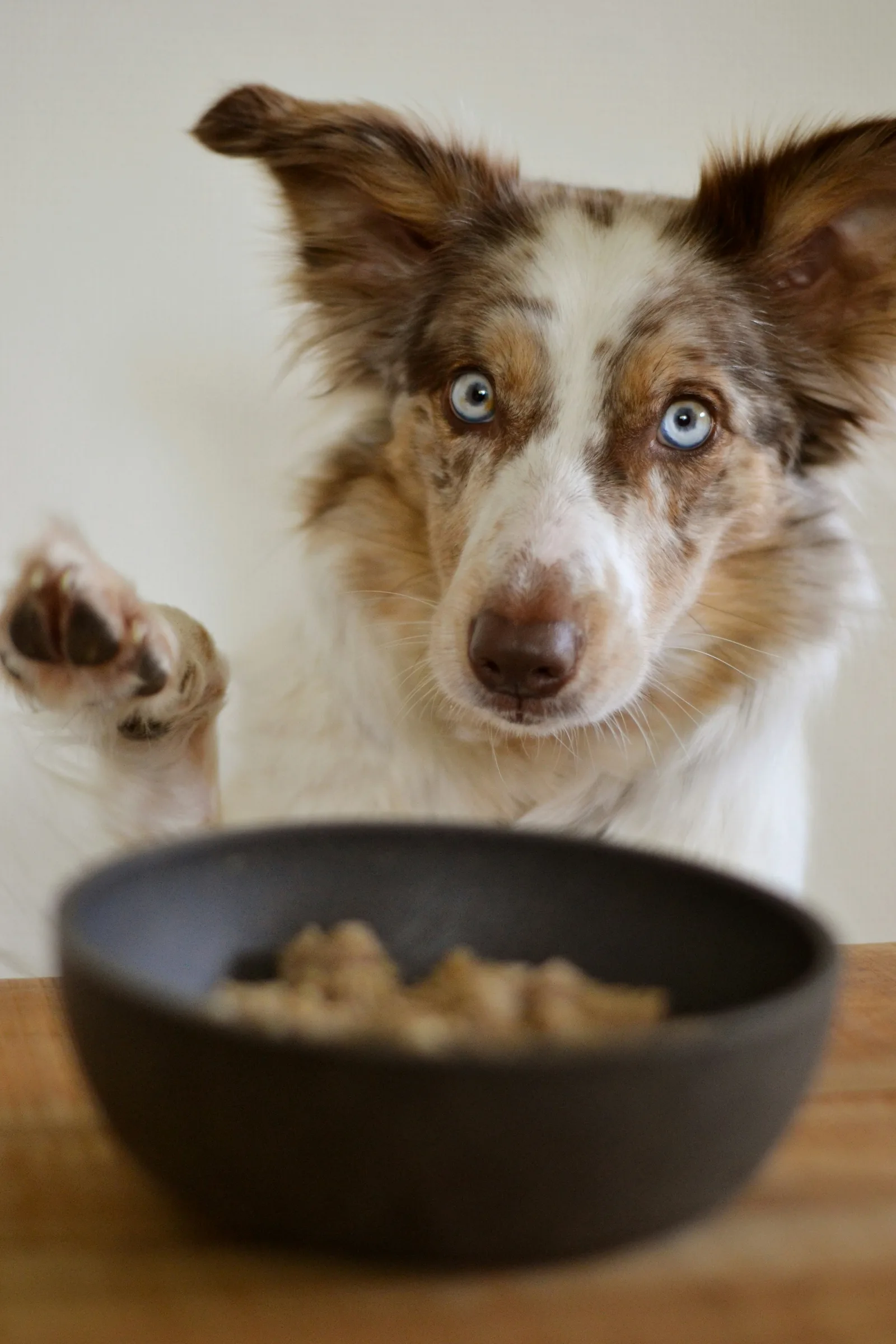 Australian Shepherd hebt erwartungsvoll die Pfote vor seinem Futternapf
