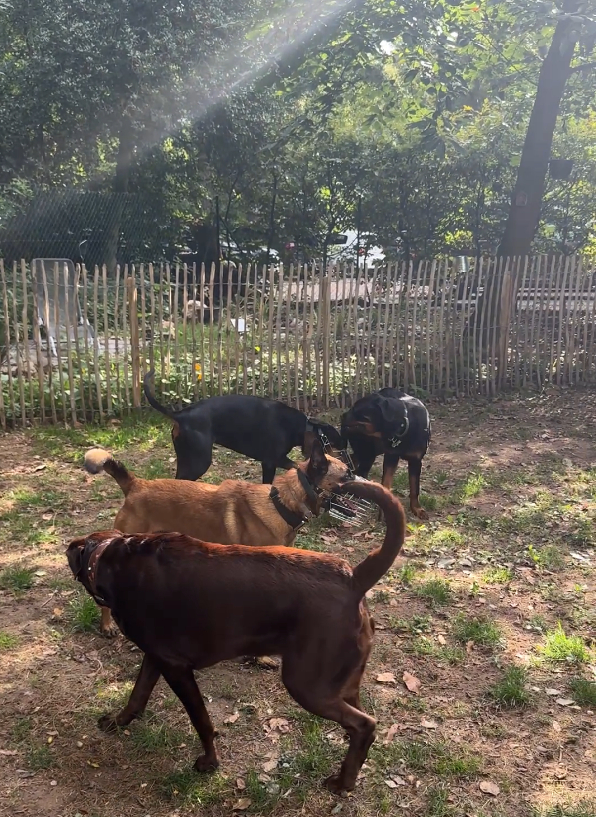 Hunde beim Sozialkontakt auf dem Trainingsgelände