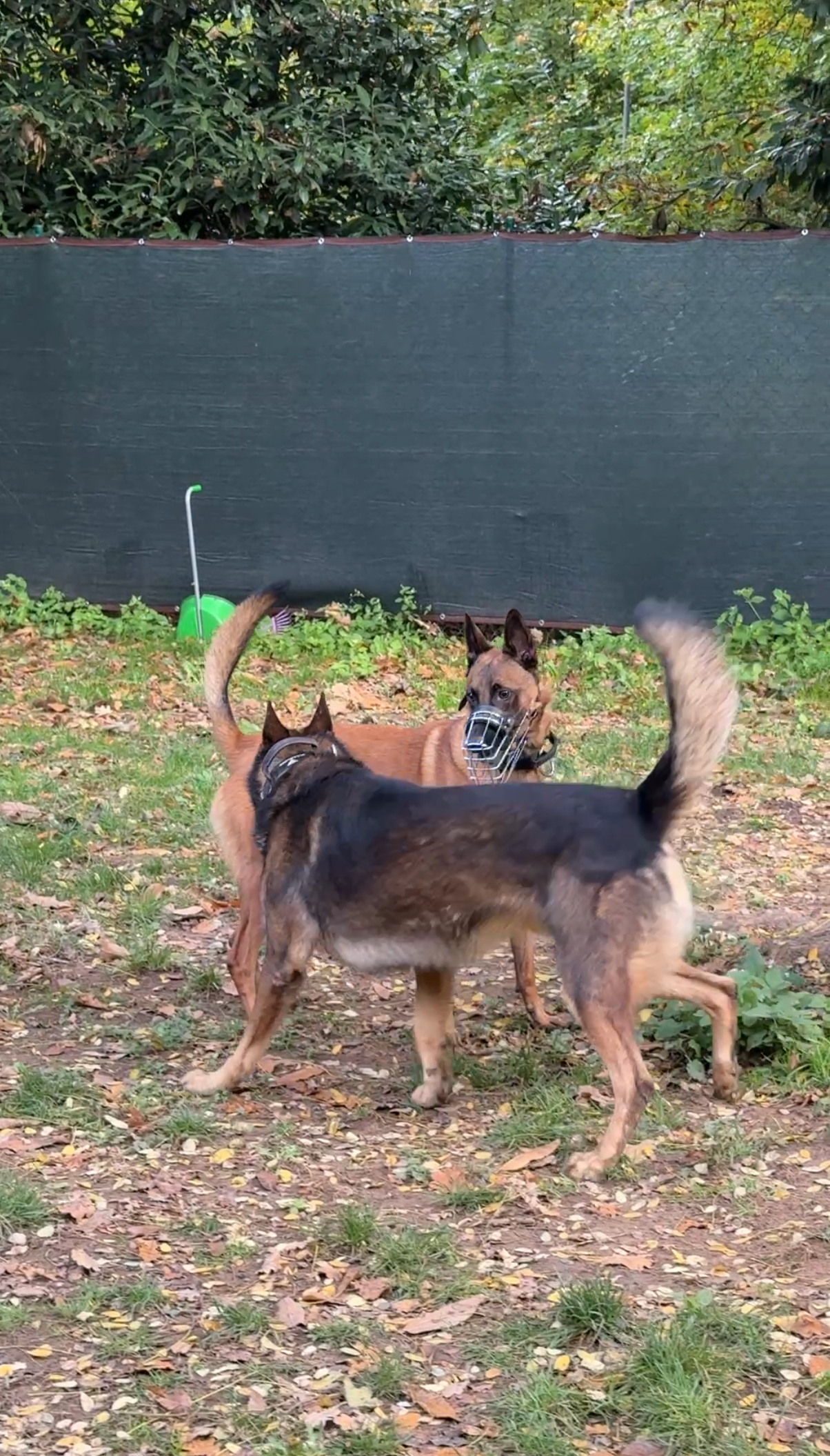 Zwei Hunde bei der Begegnung im geschützten Rahmen