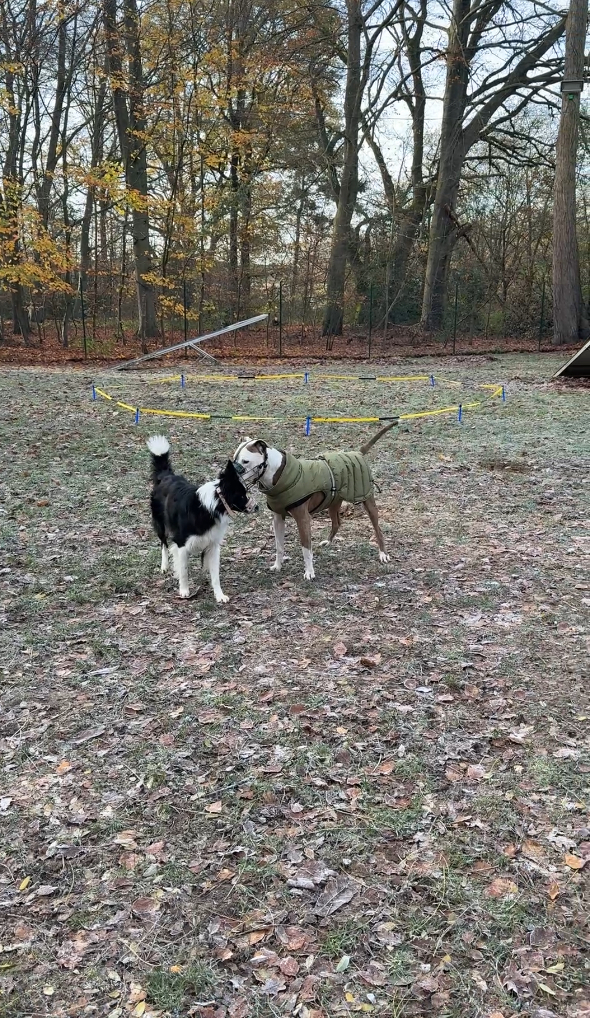 Hundebegegnung auf dem Übungsplatz im Herbst