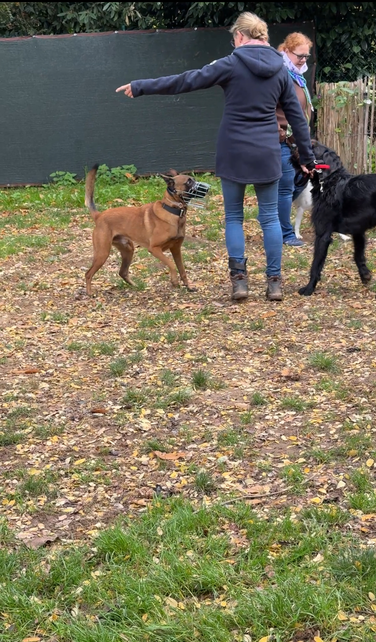 Hundehalterinnen mit Hunden beim Training