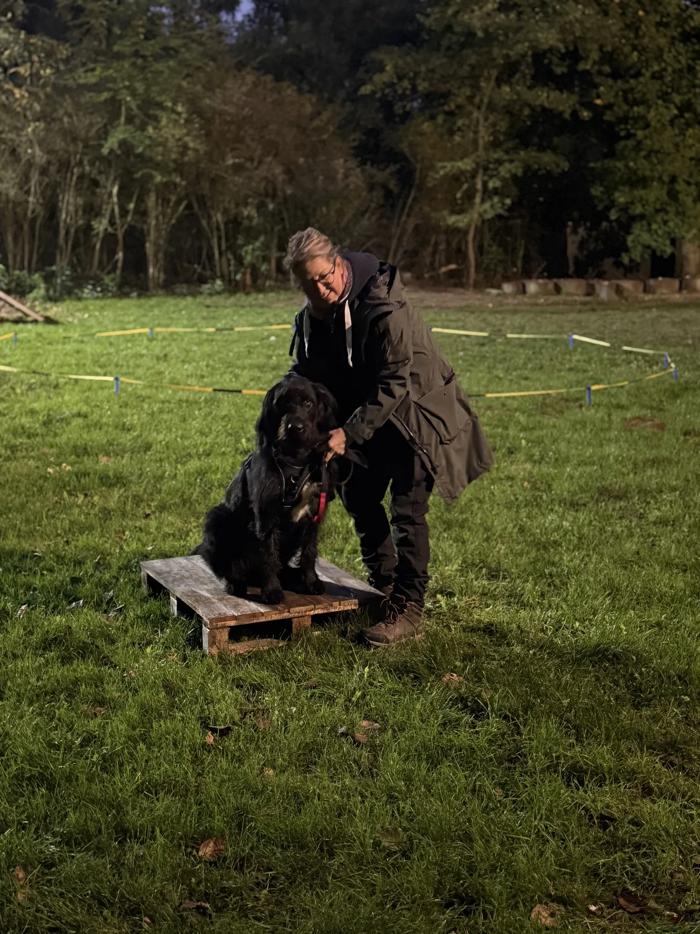 Hundetraining mit Plattformübung im Freien