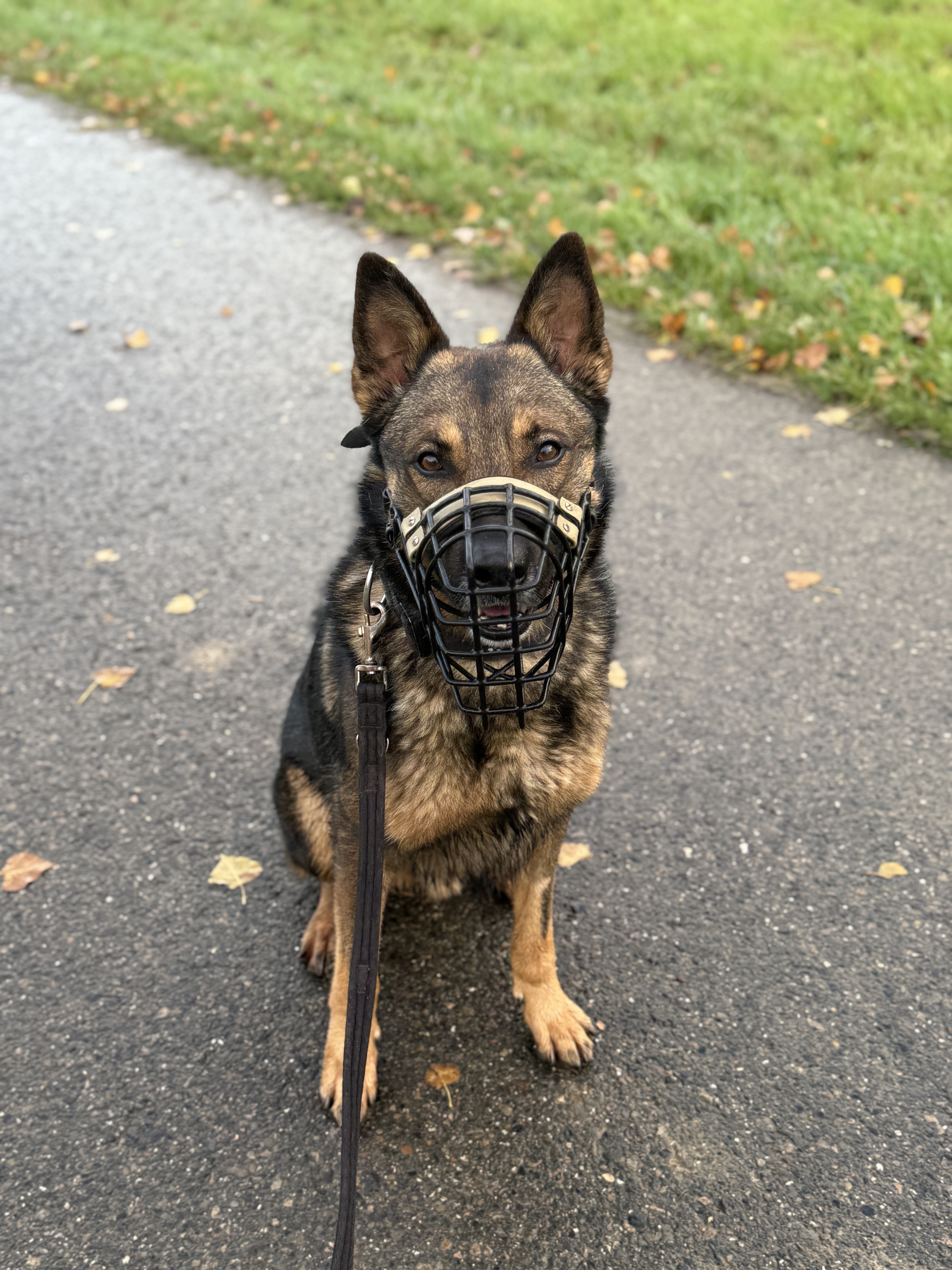 Schäferhund mit gut sitzendem Maulkorb