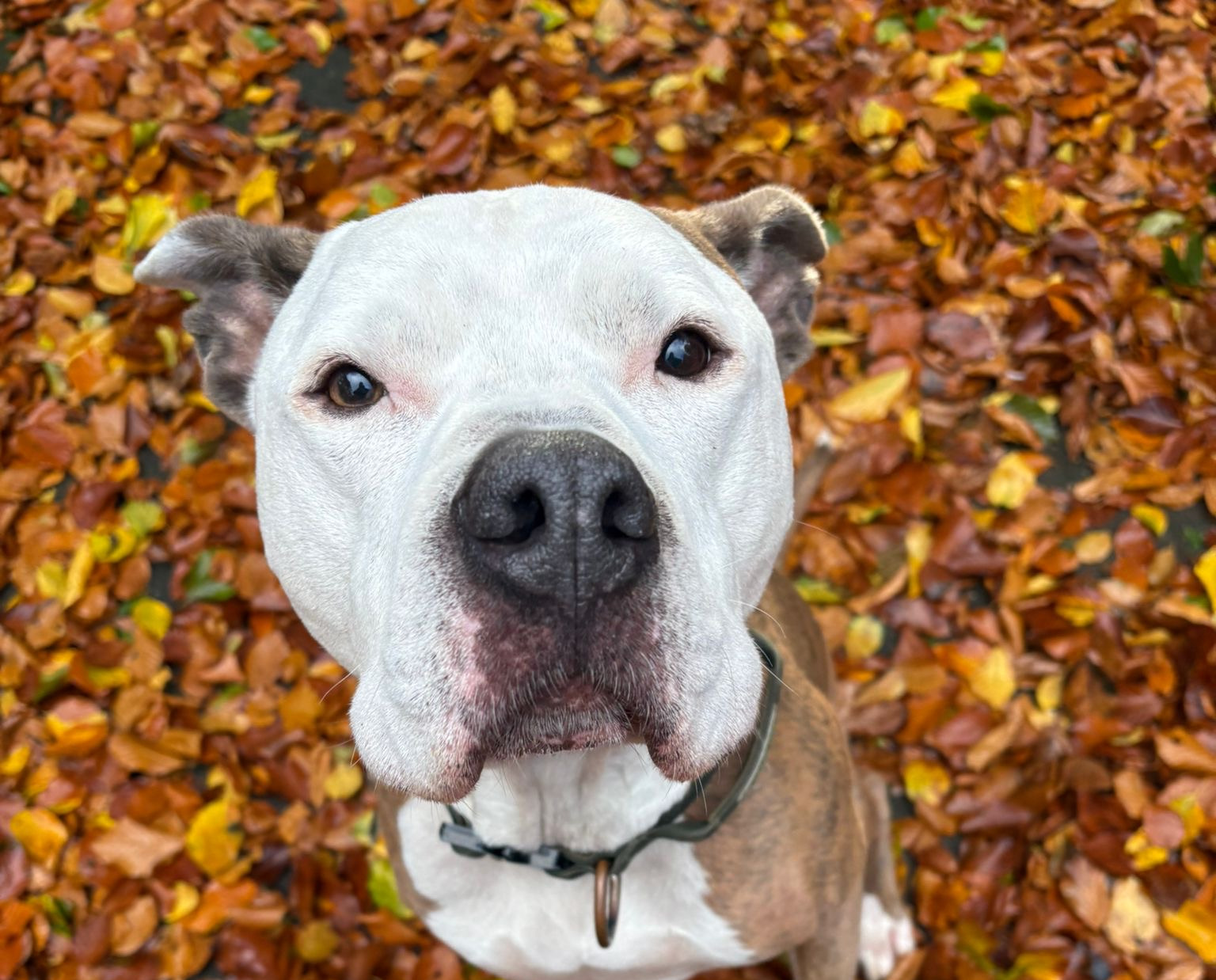 Verhaltensüberprüfung eines Hundes